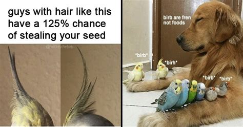 The Best 10 Birb Memes Funny Bird Memes Gopoigle