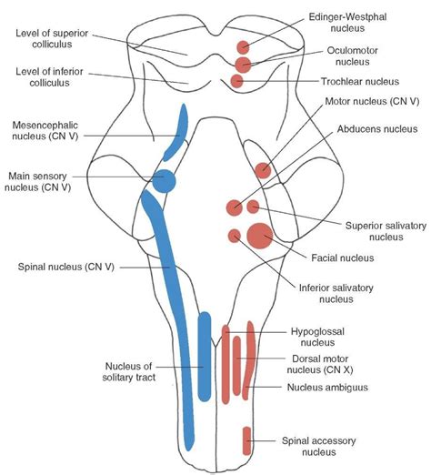 Longitudinal View Of The Brainstem Depicting The Position And