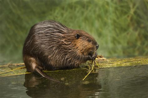 Eurasian Beaver Profile Traits Facts Food Habitat Teeth Mammal Age