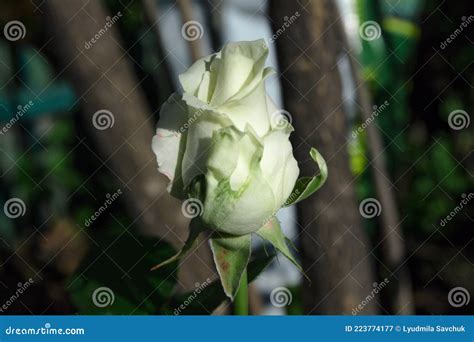 The White Rose Blooms Beautifully In Summer Stock Image Image Of Leaf