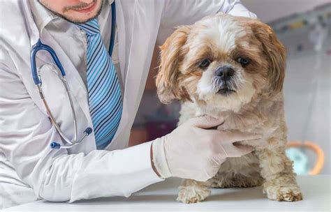 Dog Illness Warning Signs Vomiting Diarrhea Coughing