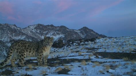 Cómo Las Selfies De Los Leopardos De Las Nieves Pueden Ayudar A Salvar