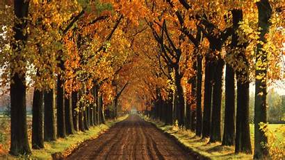 Background Autumn Fall Trees Tree Backgrounds Wallpapers