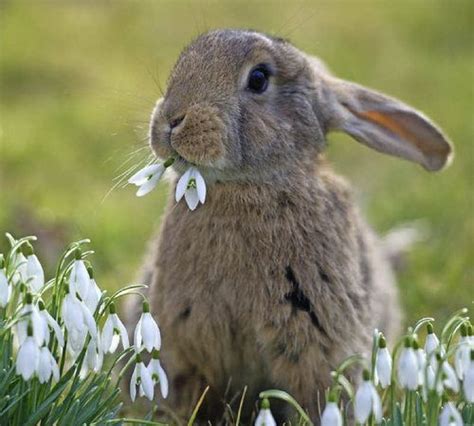 Es Wird Frühling Hasen Fotos Flauschige Tiere Tiere