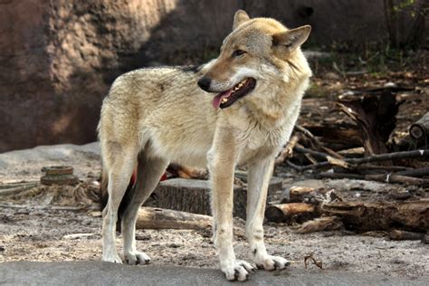 Gray Wolf Canis Lupus Ssp Id Zoochat