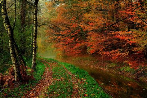 Leaves Trees Forest Autumn Walk Hdr Nature River Water Tree Hd Wallpaper