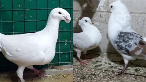 White German Beauty Pigeons And Fancy Pigeons Youtube