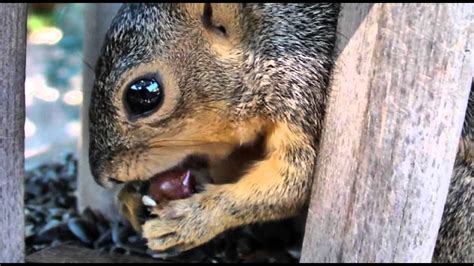 Nibbler Squirrel Gets Grapes Youtube