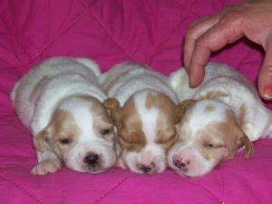 The current median price for all brittany spaniels sold is $875.00. Brittany Spaniel puppies for sale