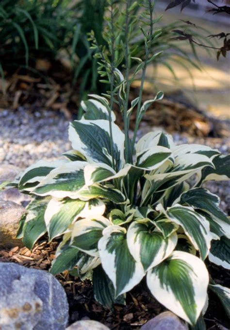It is the waxy coating on the leaf surface which causes light to be reflected in such a way that the leaves appear blue. 27 of the Best Hosta Varieties for Your Shade Garden ...