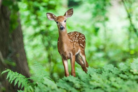 Free Images Nature Forest Grass Animal Cute Wildlife Wild