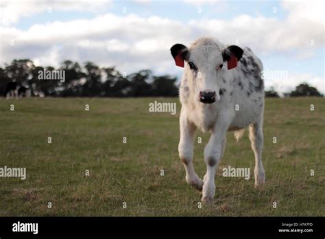 Black And White Spotted Cow On Farm Walking Towards Camera Looking At