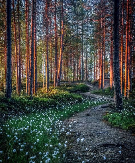 🇫🇮 Morning Light On The Trail Finland By Asko Kuittinen Cr Country