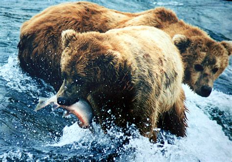 File2 Bears And Salmon Wikipedia