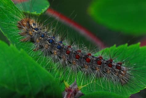 Free Images Nature Insect Fauna Invertebrate Caterpillar Close