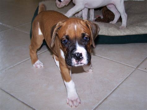 Fawn Boxer Puppy Flickr Photo Sharing