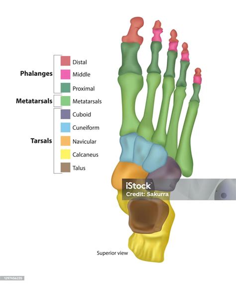 Bones Of The Foot Tarsals Or Tarsus Metatarsals Phalanges Stock Illustration Download Image