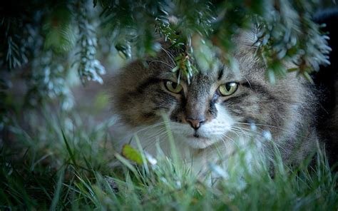 1920x1080px 1080p Free Download Norwegian Forest Cat Forest