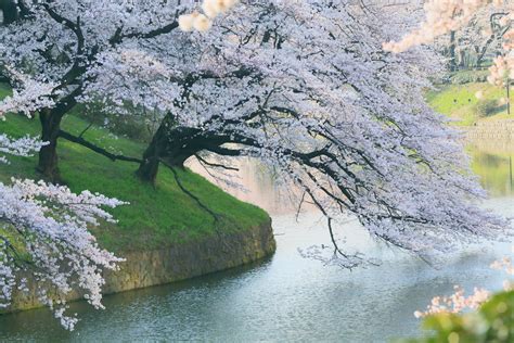 Hơn 50 Mẫu Hình Nền đẹp Về Hoa Anh đào Với Phong Cảnh Nhật Bản đẹp Nhất
