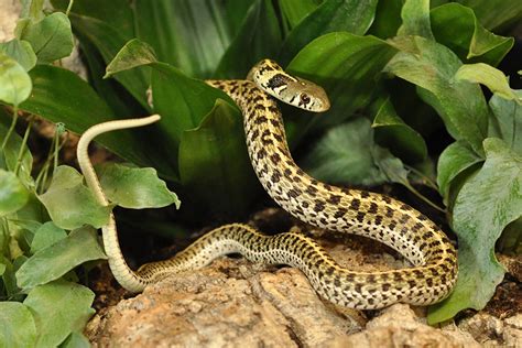 Reptile Guide Garter Snake Habistat