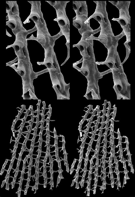 Dendroid Graptolite Dictyonema Cf Cervicorne Holm 1890 Ordovician