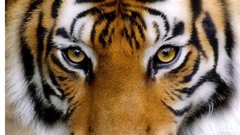 Tiger Eyes Wallpapers Top Những Hình Ảnh Đẹp