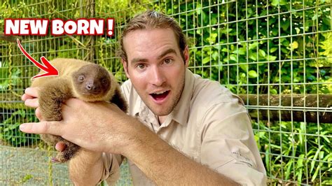 Meeting The Cutest Baby Sloth For The First Time Youtube
