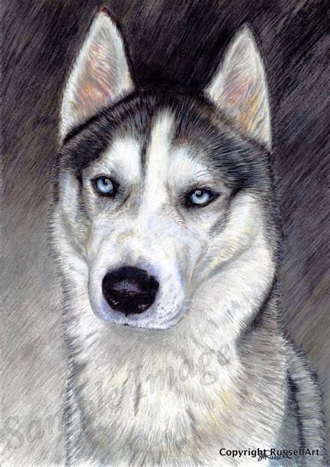 Siberian Husky Portrait Dog A4 A3 Or A2 Size Limited Edition Etsy