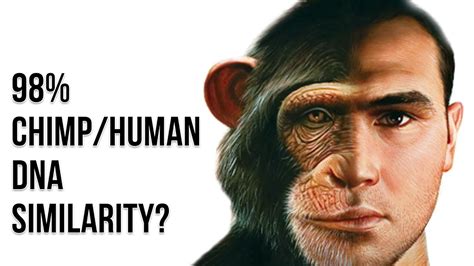 Humans And Chimpanzees Share 98 Of Their Dna Which Is Evident In Our Similar Bodies And Behavior