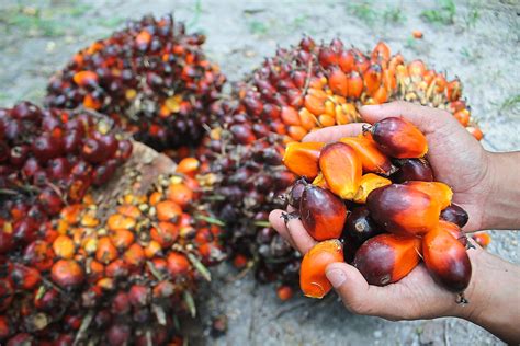 Malaysian Palm Oil Export To Rise As Price Surges To A 16 Month High In