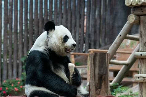 Premium Photo Giant Panda Eats Bamboo In The Park