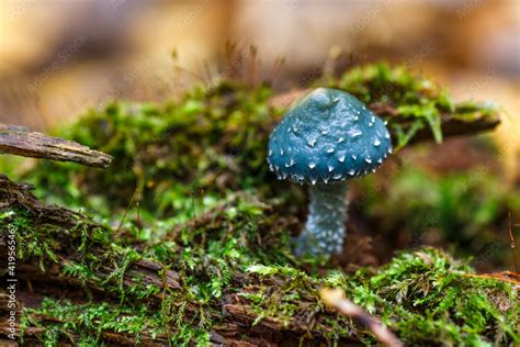 Stropharia Aeruginosa Commonly Known As The Verdigris Agaric Blue
