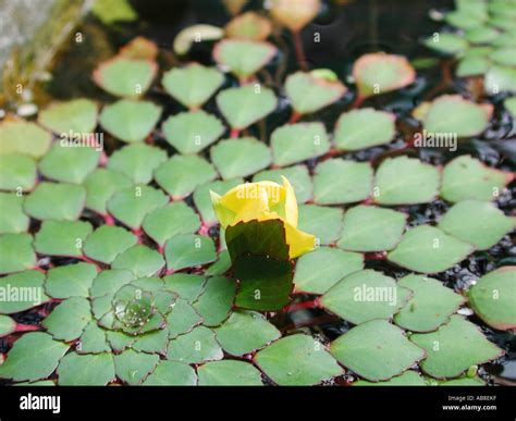 Mosaic Plant Ludwigia Sedoides Floating Leaf Rosette With Flower Bud