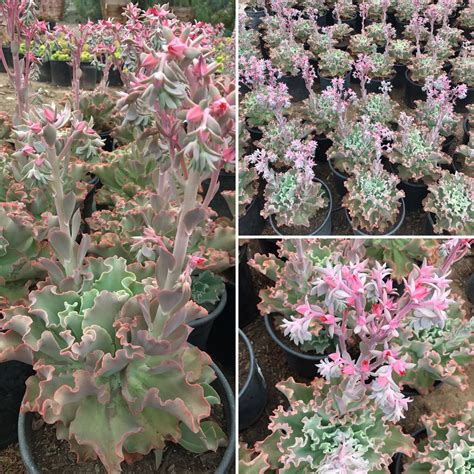 Succulent plant sedeveria blue giant by sophiesgardenshop on etsy. Echeveria 'Giant Blue Curls' #evergreennursery #succulents ...