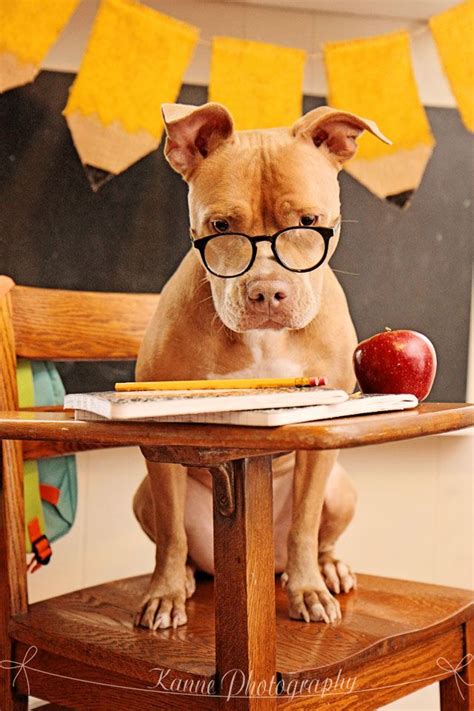 Back To School Photo Shoot With A Dog Animals Pinterest