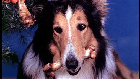 Just Like Lassie Dog Leads Police To Trapped Companion