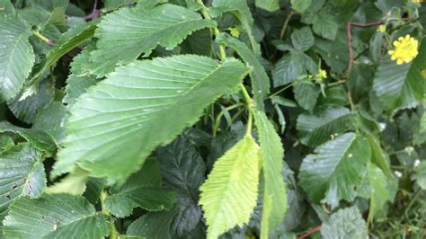 Educational Videos On Nature Wych Elm Leaves Close Up May 2017
