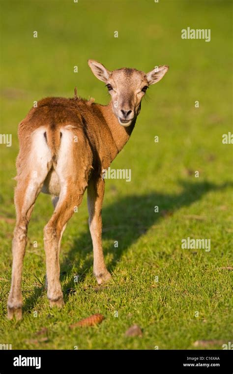 Young Mouflon Ovis Ammon Musimon Stock Photo Alamy