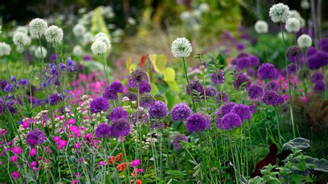 Alliums Care And Growing Guide Tips For Ornamental Onions Gardeningetc
