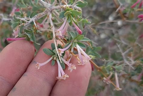 Symphoricarpos Lonlorus Agray