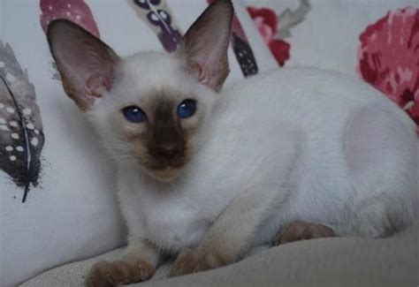 Siamese Intelligent Siamese Kittens Ready For Sale Now Cats For Sale