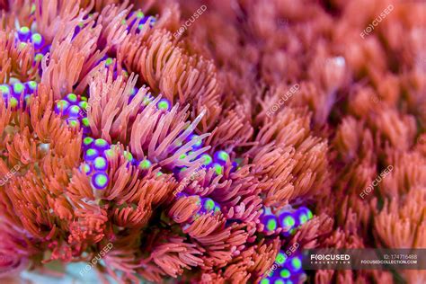 Colorful Sea Anemone — Bohol Sea Southeast Asia Stock Photo 174716488