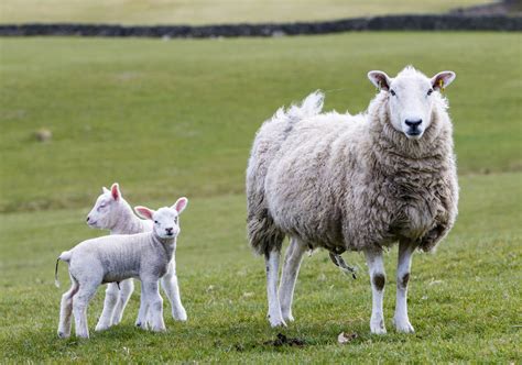 Sheep With Lambs Free Stock Photo Public Domain Pictures