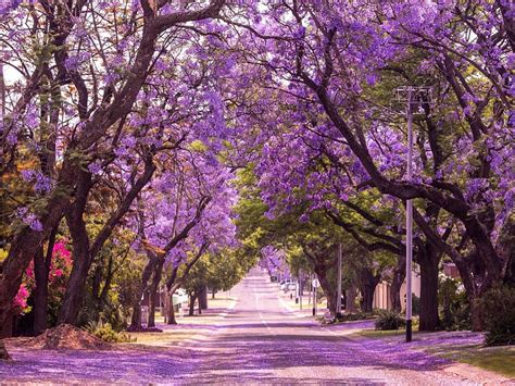 11 Photos Of The Worlds Most Beautiful Trees Readers Digest