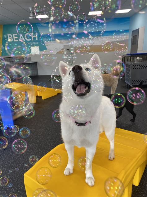 Bubble pawty - Memorial