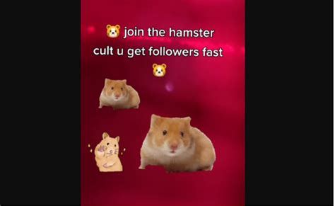 Meme Pfp Meme Hamster Cult Tiktok Meme Hamster Pfp