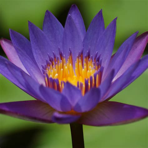 Distant Frontiers On Twitter The Blue Water Lily Found Growing In