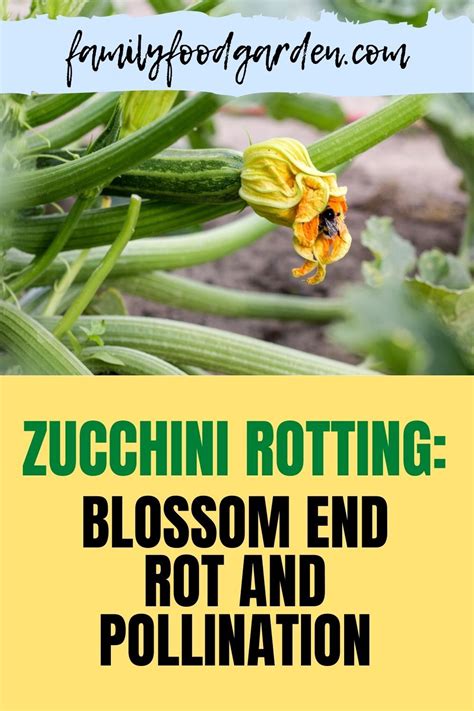 We did not find results for: Zucchini End Rot: Blossom End Rot and Pollination | Family ...