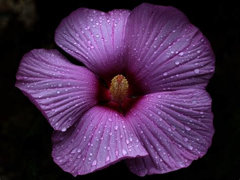 An Alphabetical List Of Tropical Flower Names With Facts