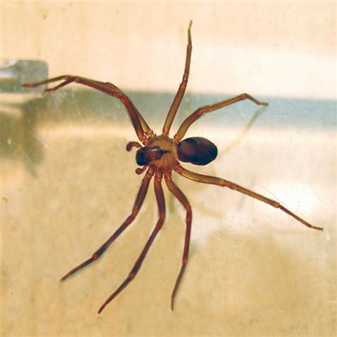 Brown Recluse Spider Range
